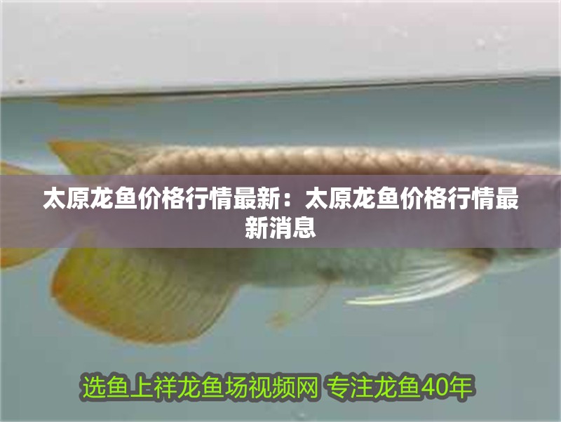 太原龍魚價(jià)格行情最新：太原龍魚價(jià)格行情最新消息 太原龍魚價(jià)格行情最新：太原龍魚價(jià)格行情最新消息 水族問答