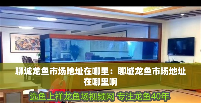 聊城龍魚市場地址在哪里：聊城龍魚市場地址在哪里啊 聊城龍魚市場地址在哪里：聊城龍魚市場地址在哪里啊 水族問答