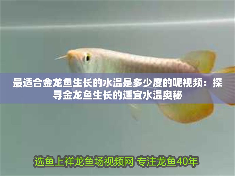 最適合金龍魚生長的水溫是多少度的呢視頻：探尋金龍魚生長的適宜水溫奧秘
