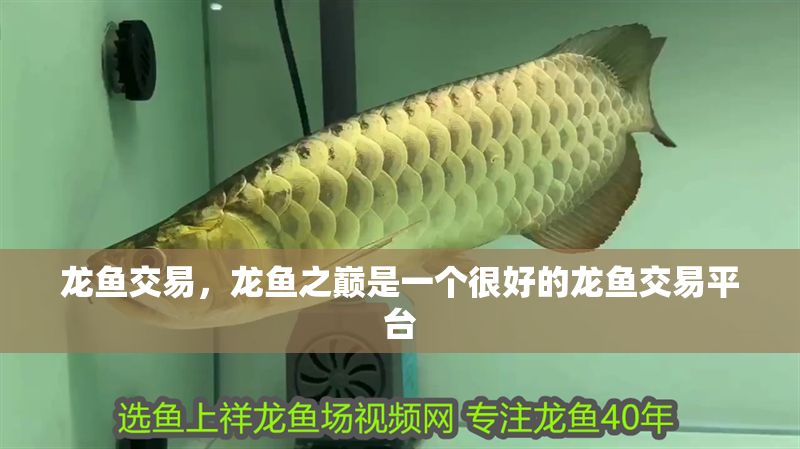 龍魚交易，龍魚之巔是一個很好的龍魚交易平臺 龍魚交易，龍魚之巔是一個很好的龍魚交易平臺 虎魚百科 第1張