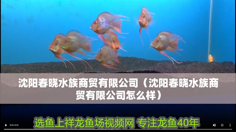 龍魚怕什么 沈陽春曉水族商貿有限公司(沈陽春曉水族商貿有限公司怎么樣) 全國水族館企業名錄 沈陽春曉水族商貿有限公司(沈陽春曉水族商貿有限公司怎么樣) 沈陽春曉水族商貿有限公司(沈陽春曉水族商貿有限公司怎么樣) 全國水族館企業名錄