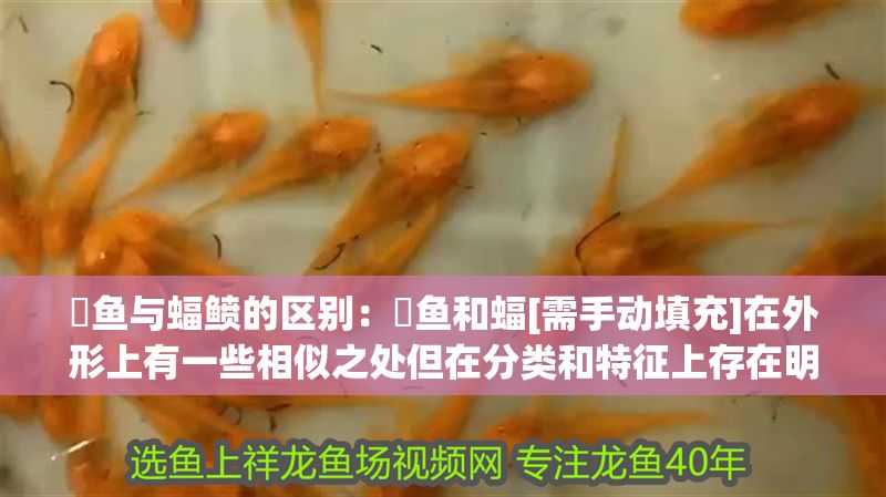 魟魚與蝠鲼的區別：魟魚和蝠[需手動填充]在外形上有一些相似之處但在分類和特征上存在明顯的區別