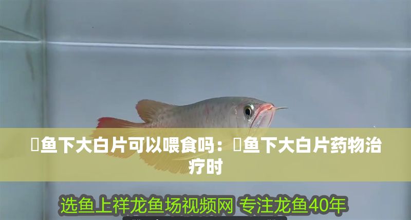 魟魚下大白片可以喂食嗎：魟魚下大白片藥物治療時