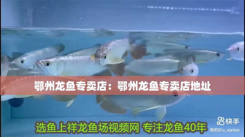 鄂州龍魚專賣店：鄂州龍魚專賣店地址