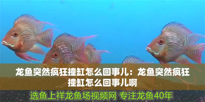 龍魚突然瘋狂撞缸怎么回事兒：龍魚突然瘋狂撞缸怎么回事兒啊