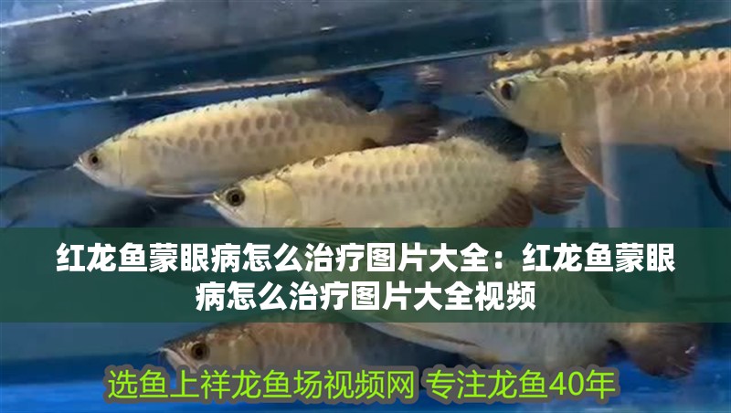 紅龍魚蒙眼病怎么治療圖片大全：紅龍魚蒙眼病怎么治療圖片大全視頻