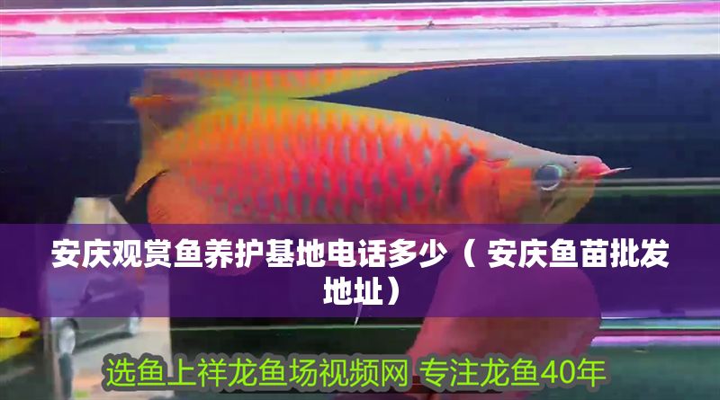 安慶觀賞魚養護基地電話多少（ 安慶魚苗批發地址）