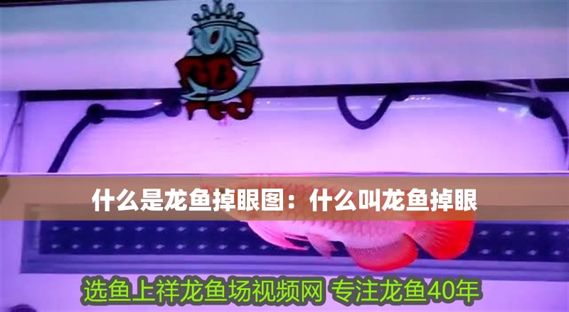 什么是龍魚掉眼圖：什么叫龍魚掉眼 什么是龍魚掉眼圖：什么叫龍魚掉眼 水族問答
