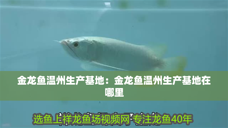 金龍魚溫州生產基地：金龍魚溫州生產基地在哪里