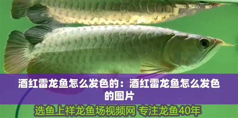 酒紅雷龍魚怎么發色的：酒紅雷龍魚怎么發色的圖片
