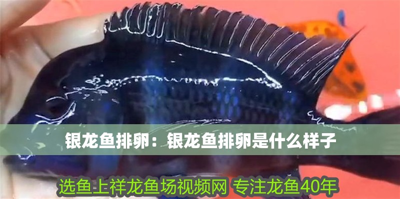 銀龍魚排卵：銀龍魚排卵是什么樣子