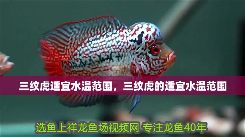 三紋虎適宜水溫范圍，三紋虎的適宜水溫范圍 三紋虎適宜水溫范圍，三紋虎的適宜水溫范圍 虎魚百科 第2張
