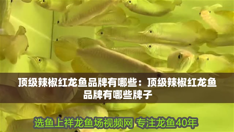 頂級辣椒紅龍魚品牌有哪些：頂級辣椒紅龍魚品牌有哪些牌子