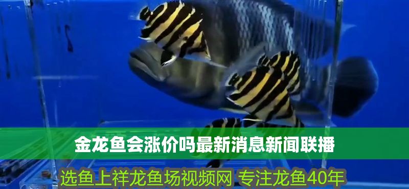 金龍魚會漲價嗎最新消息新聞聯播 龍魚百科 第2張 金龍魚會漲價嗎最新消息新聞聯播 金龍魚會漲價嗎最新消息新聞聯播 龍魚百科 第2張