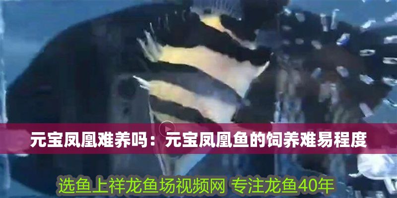元寶鳳凰難養嗎：元寶鳳凰魚的飼養難易程度