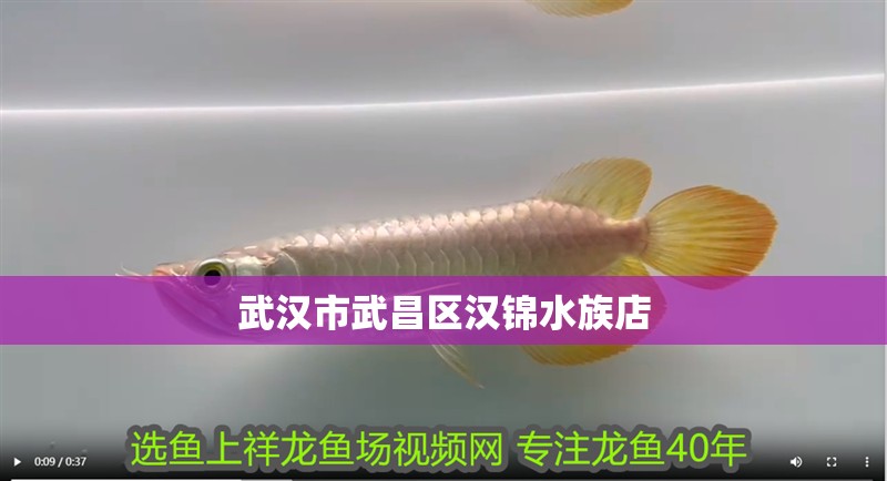 武漢市武昌區漢錦水族店