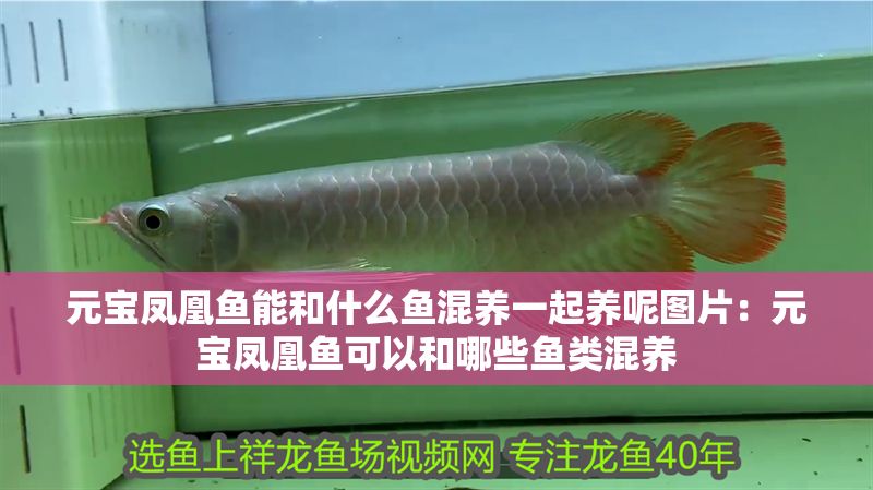 元寶鳳凰魚能和什么魚混養一起養呢圖片：元寶鳳凰魚可以和哪些魚類混養