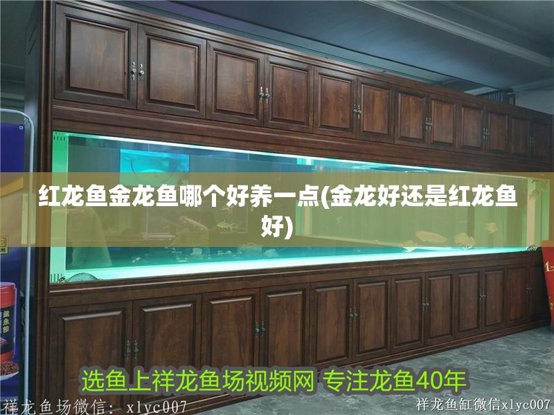 紅龍魚金龍魚哪個好養一點(金龍好還是紅龍魚好)