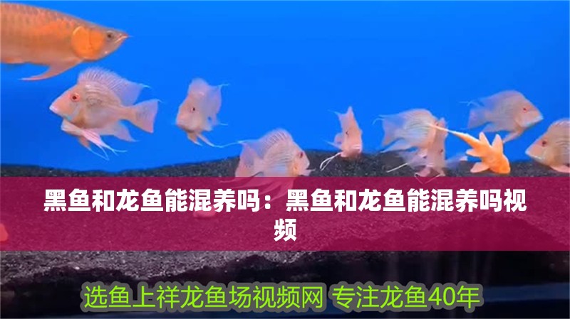 黑魚和龍魚能混養(yǎng)嗎：黑魚和龍魚能混養(yǎng)嗎視頻