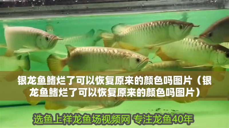 銀龍魚鰭爛了可以恢復(fù)原來的顏色嗎圖片（銀龍魚鰭爛了可以恢復(fù)原來的顏色嗎圖片）