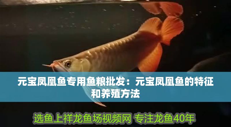 元寶鳳凰魚專用魚糧批發(fā)：元寶鳳凰魚的特征和養(yǎng)殖方法