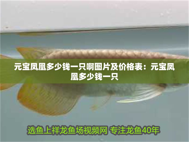 元寶鳳凰多少錢一只啊圖片及價格表:元寶鳳凰多少錢一只 元寶鳳凰魚百科 第2張 元寶鳳凰多少錢一只啊圖片及價格表:元寶鳳凰多少錢一只 元寶鳳凰多少錢一只啊圖片及價格表:元寶鳳凰多少錢一只 元寶鳳凰魚百科 第2張