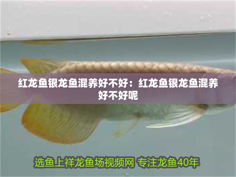 紅龍魚銀龍魚混養好不好：紅龍魚銀龍魚混養好不好呢