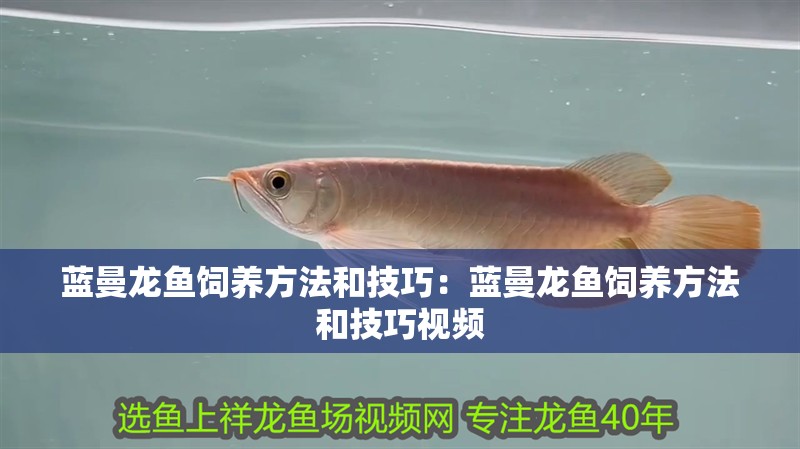 藍曼龍魚飼養方法和技巧：藍曼龍魚飼養方法和技巧視頻 藍曼龍魚飼養方法和技巧：藍曼龍魚飼養方法和技巧視頻 水族問答