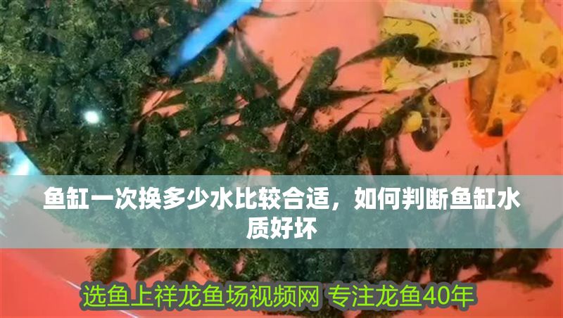 魚缸一次換多少水比較合適，如何判斷魚缸水質好壞