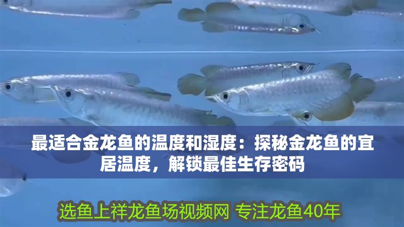 最適合金龍魚的溫度和濕度：探秘金龍魚的宜居溫度，解鎖最佳生存密碼