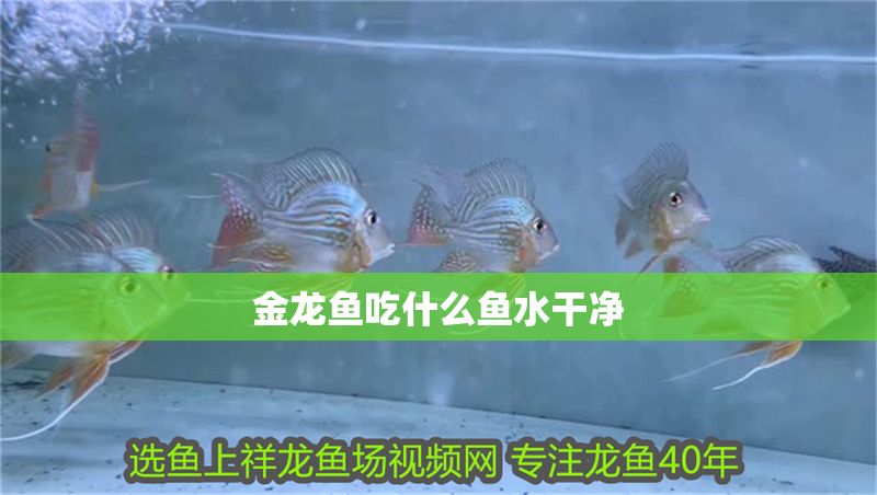 金龍魚吃什么魚水干凈