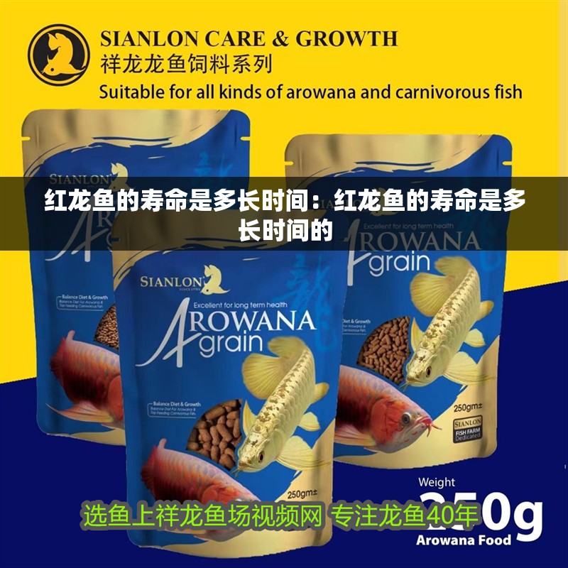 紅龍魚的壽命是多長時間：紅龍魚的壽命是多長時間的