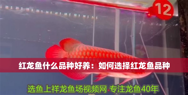 紅龍魚什么品種好養:如何選擇紅龍魚品種 龍魚百科 第2張 紅龍魚什么品種好養:如何選擇紅龍魚品種 紅龍魚什么品種好養:如何選擇紅龍魚品種 龍魚百科 第2張