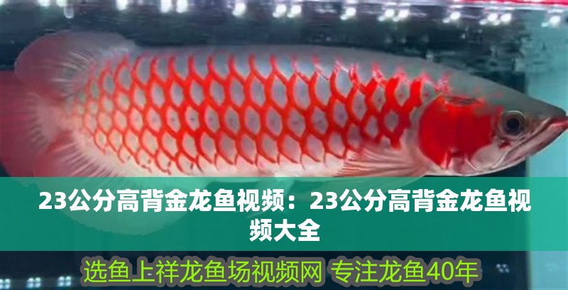 23公分高背金龍魚視頻：23公分高背金龍魚視頻大全