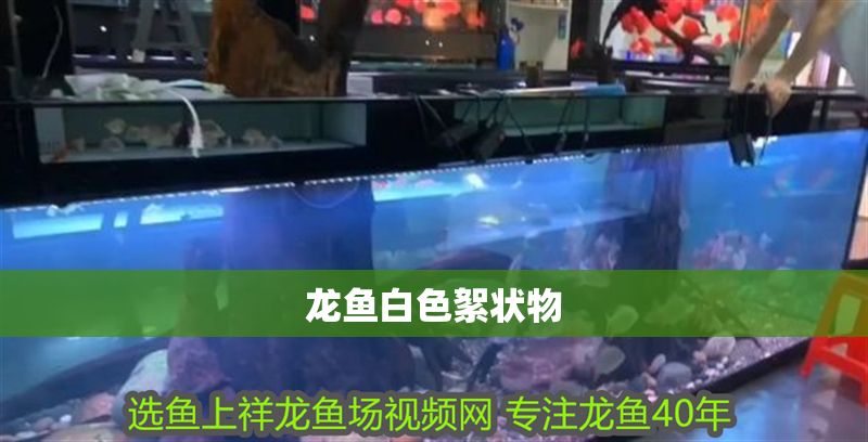龍魚白色絮狀物 龍魚白色絮狀物 龍魚百科 第2張