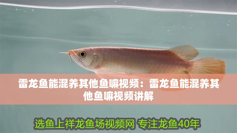 雷龍魚能混養(yǎng)其他魚嘛視頻：雷龍魚能混養(yǎng)其他魚嘛視頻講解 雷龍魚能混養(yǎng)其他魚嘛視頻：雷龍魚能混養(yǎng)其他魚嘛視頻講解 水族問答