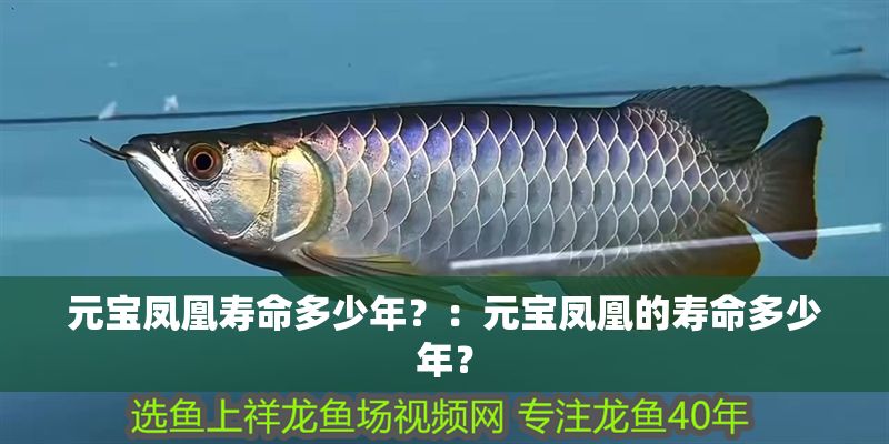 元寶鳳凰壽命多少年？：元寶鳳凰的壽命多少年？