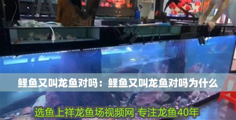 鯉魚又叫龍魚對嗎：鯉魚又叫龍魚對嗎為什么