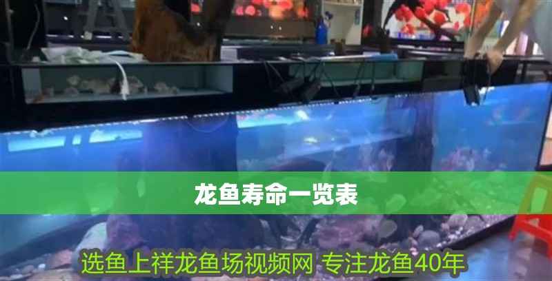 龍魚壽命一覽表 龍魚百科 第1張 龍魚壽命一覽表 龍魚壽命一覽表 龍魚百科 第1張