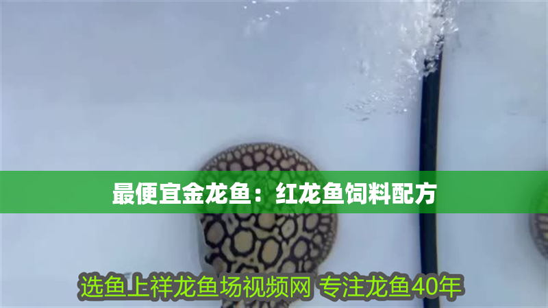 最便宜金龍魚：紅龍魚飼料配方 最便宜金龍魚：紅龍魚飼料配方 龍魚百科 第1張