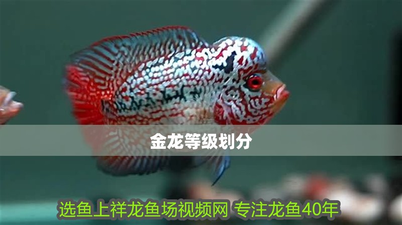 金龍等級劃分