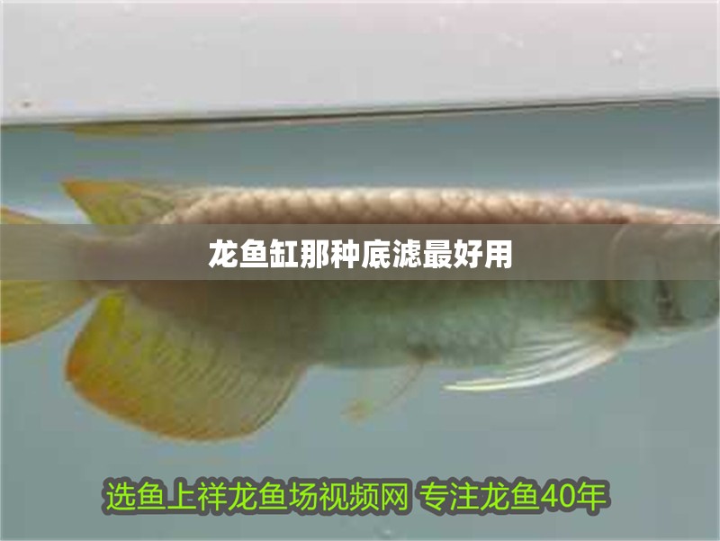 龍魚缸那種底濾最好用 龍魚百科 第2張 龍魚缸那種底濾最好用 龍魚缸那種底濾最好用 龍魚百科 第2張