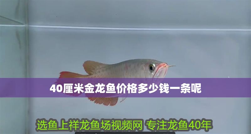 40厘米金龍魚價(jià)格多少錢一條呢