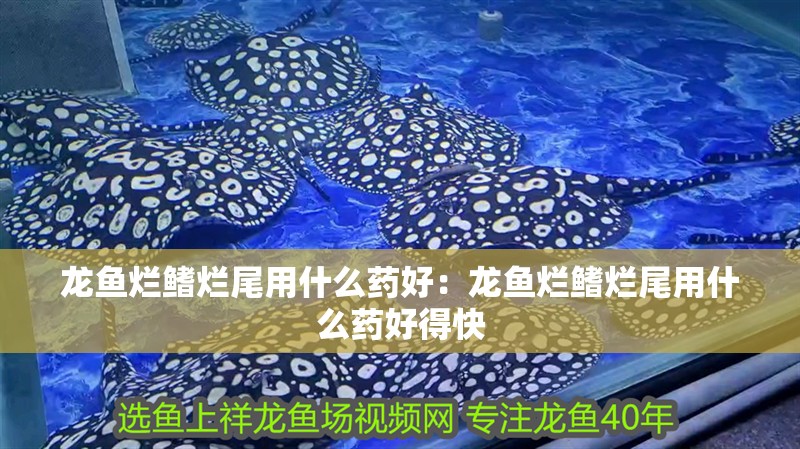 龍魚爛鰭爛尾用什么藥好：龍魚爛鰭爛尾用什么藥好得快
