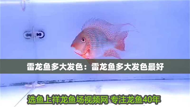 雷龍魚多大發色：雷龍魚多大發色最好