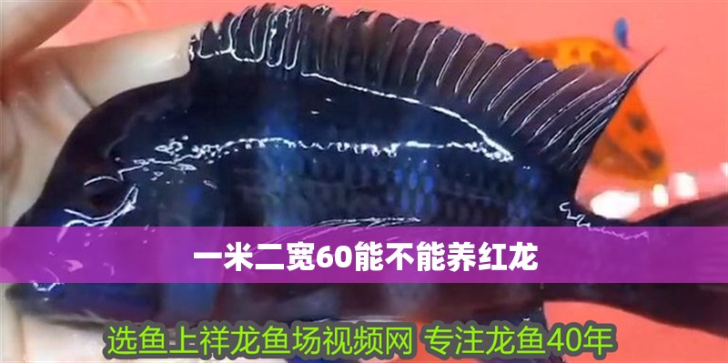 一米二寬60能不能養(yǎng)紅龍 一米二寬60能不能養(yǎng)紅龍 龍魚百科 第1張