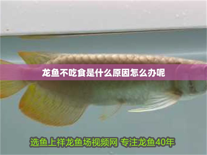 龍魚不吃食是什么原因怎么辦呢