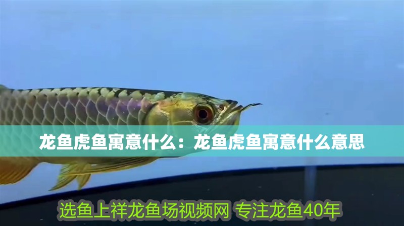 龍魚虎魚寓意什么：龍魚虎魚寓意什么意思 龍魚虎魚寓意什么：龍魚虎魚寓意什么意思 水族問答