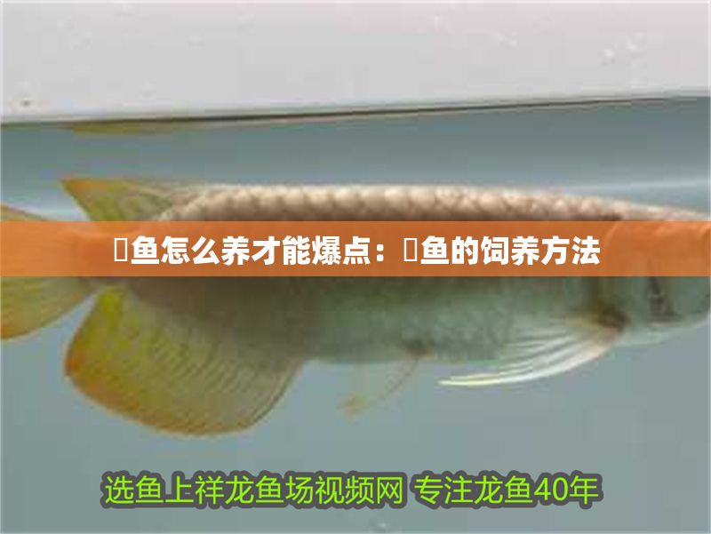 魟魚怎么養才能爆點：魟魚的飼養方法 魟魚怎么養才能爆點：魟魚的飼養方法 魟魚百科 第2張