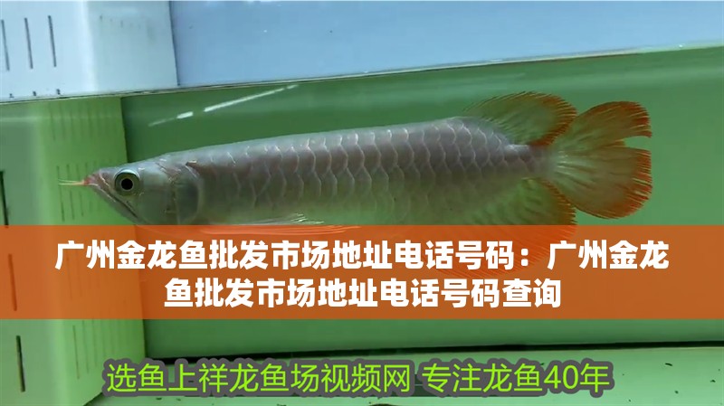 廣州金龍魚批發(fā)市場(chǎng)地址電話號(hào)碼：廣州金龍魚批發(fā)市場(chǎng)地址電話號(hào)碼查詢